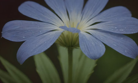 close up of a blue flower in the garden with a blurry backgroundの写真素材