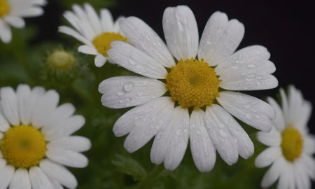 Chamomile flower with raindrops on petals close upの写真素材