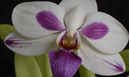 White orchid with purple petals on a black background close upの写真素材