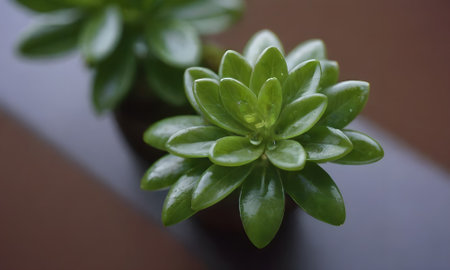 Succulent plant in a pot on a wooden table, close upの写真素材