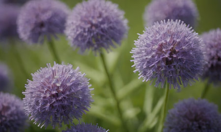 Purple flowers of Allium (Allium giganteum)の写真素材