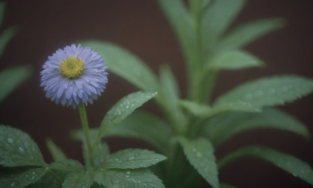 Aster flower in the garden. Soft focus and shallow DOF.の写真素材
