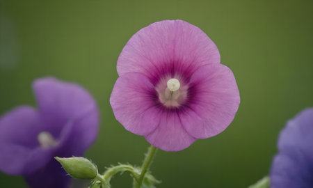 Purple flower on green background. Shallow depth of field.の写真素材