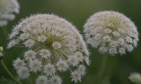 White flowers on a background of green grass in the field. Close-upの写真素材