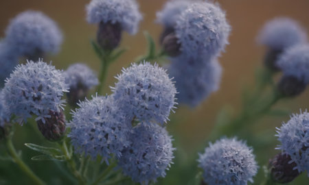 Close up of blue flowers in the garden. Shallow depth of fieldの写真素材