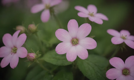 pink flowers in the garden,vintage style,selective focusの写真素材