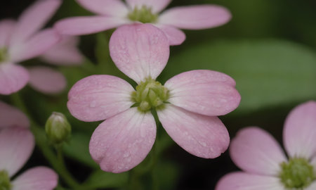 Close up of pink flowers with water droplets on petals.の写真素材