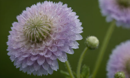 Purple flower with water drops on the petals and green backgroundの写真素材