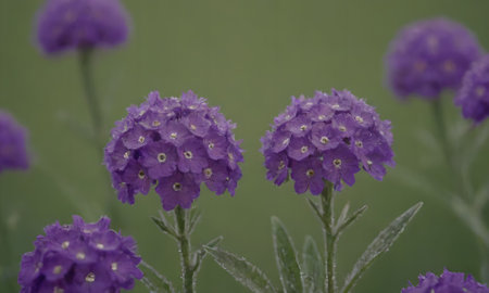 Verbena flowers in the garden. (Verbena officinalis)の写真素材