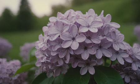 Purple lilac flowers in the garden. Soft focus, shallow DOF.の写真素材