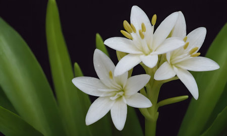 Beautiful white flowers on a black background. Close-up.の写真素材