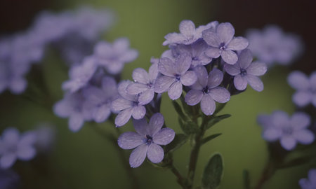 Violet flowers in the garden, soft focus, retro style.の写真素材