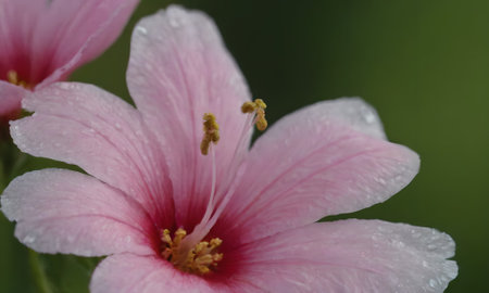 Pink Hibiscus flower with rain drops on the petals.の写真素材