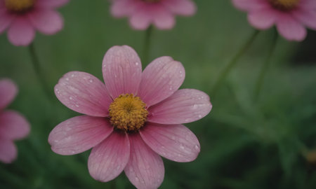 Cosmos flowers with water drops. Soft focus. Vintage style.の写真素材