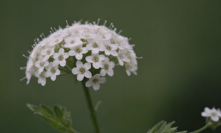White flowers on a green background. Shallow depth of field.の写真素材