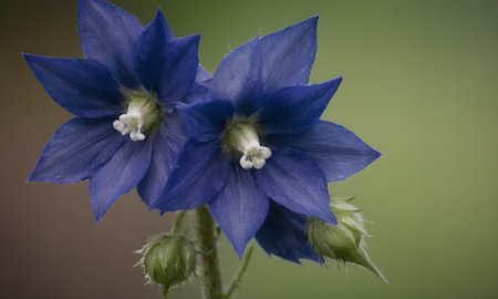 Blue flowers on a green background. Shallow depth of field.の写真素材