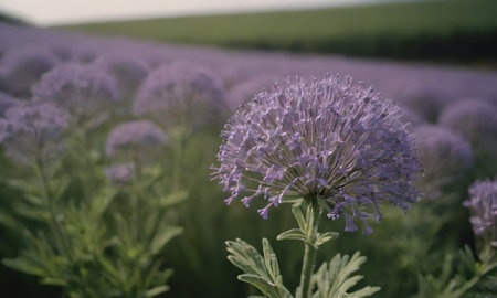 Purple flowers in a lavender field in the evening light.の写真素材
