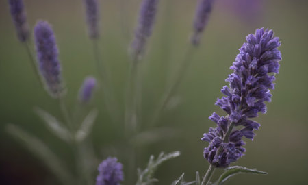 Lavender flowers blooming in the summer garden. Selective focus.の写真素材