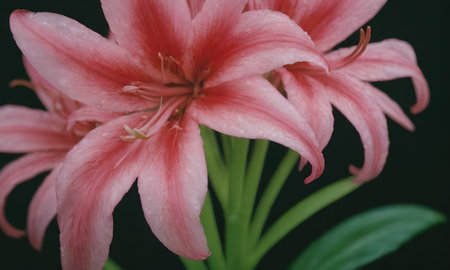 Pink lily flower on black background, close up, vintage toneの写真素材