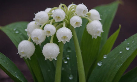Lily of the valley, Convallaria majalis, close upの写真素材