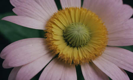 Close up of a pink daisy flower with yellow pistils.の写真素材