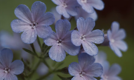 Flowering phlox with water drops close-up macro photographyの写真素材