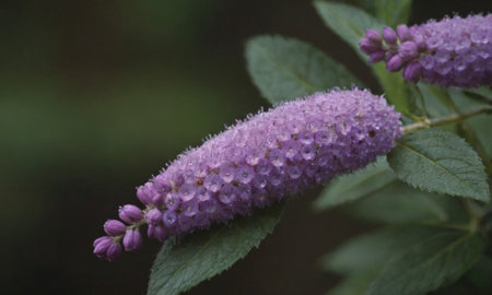 Purple flowers on a bush in the garden. Close-up.の写真素材