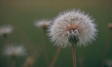 Dandelion seeds in the field, close-up view.の写真素材