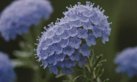 Hydrangea macrophylla, blue flower in the garden.の写真素材
