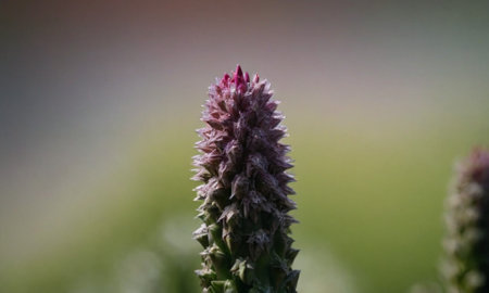 Close up of a purple flower with blurred background. Shallow depth of field.の写真素材