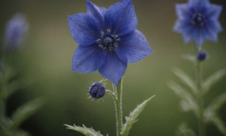 A closeup of a blue flower in a field with blurred backgroundの写真素材