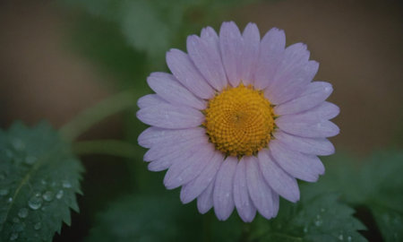 purple daisy flower with water drops on petals in the gardenの写真素材