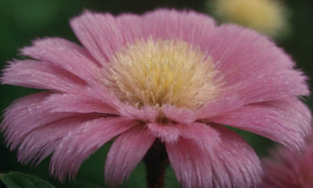 pink flower with yellow petals in the garden, close upの写真素材