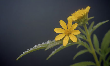 Yellow flower with water droplets on the petals on a dark backgroundの写真素材