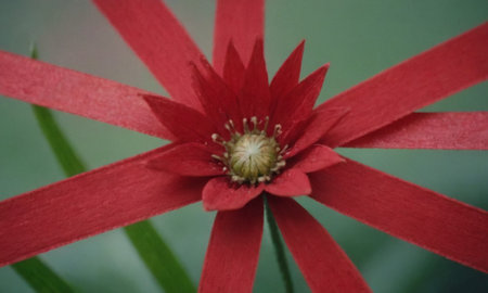 Red flower with red petals on a green background, close upの写真素材