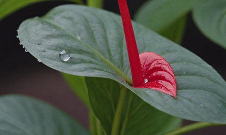 Raindrops on the leaves of anthurium andraeanumの写真素材