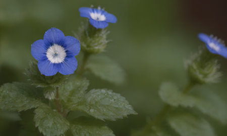 Blue flower of speedwell (Veronica chamaedrys)の写真素材