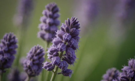 Lavender flowers in the field, close-up, selective focusの写真素材