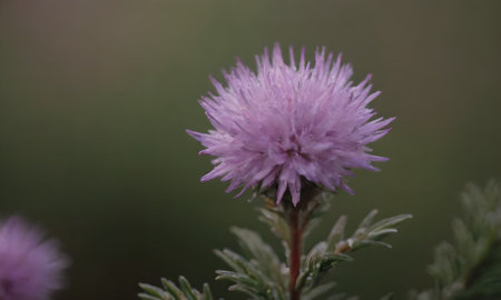 Purple flower of Cornflower, Centaurea scabiosaの写真素材
