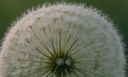 Macro photo of dandelion flower. Close-up.の写真素材