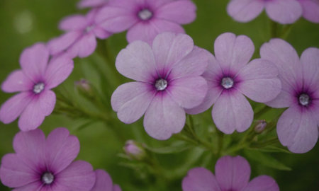 Purple flowers of a phlox (Phlox paniculata)の写真素材