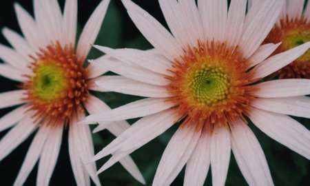 White flowers on a dark background. White chrysanthemum.の写真素材