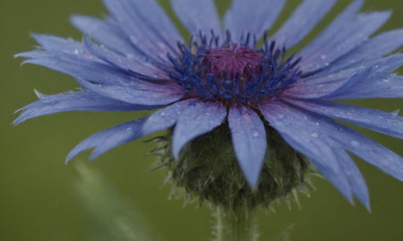 Blue cornflower with water drops on the petals, close upの写真素材