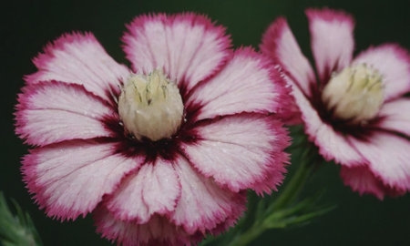 Carnation (Dianthus caryophyllus)の写真素材