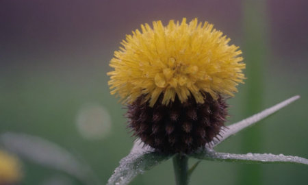 Close up of a yellow flower in a meadow in winter.の写真素材