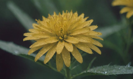 Beautiful yellow flower with raindrops on the petals. Close-up.の写真素材