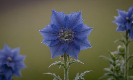 Close-up of a blue flower on a background of green grassの写真素材