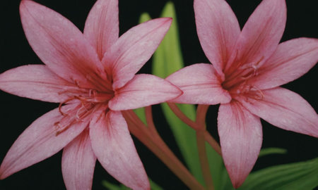 Pink lily flowers on black background. Close up. Selective focus.の写真素材