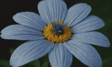 Close-up of a blue daisy flower in the garden.の写真素材