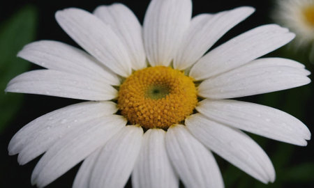 White daisy flower with water drops on petals, close upの写真素材